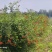 凌霄花
