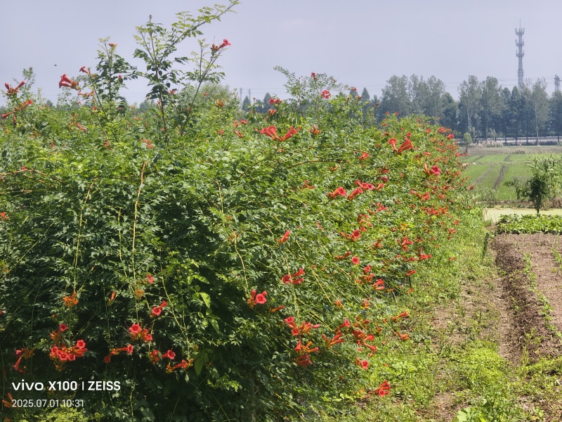凌霄花