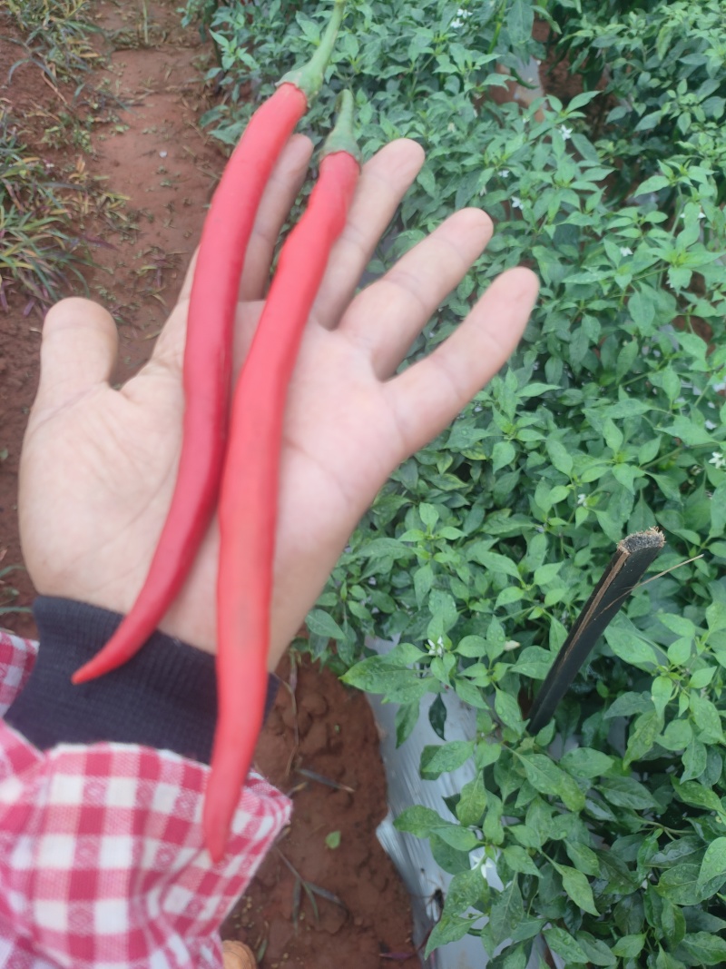 3号线椒红线椒