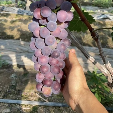 上海浦东曹路镇玫瑰香