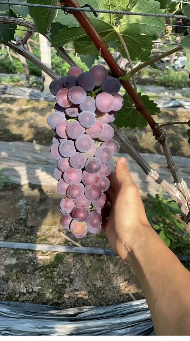 上海浦东曹路镇玫瑰香