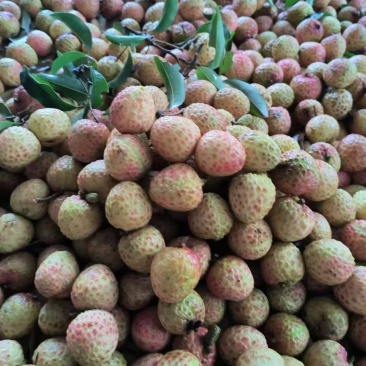 茘枝