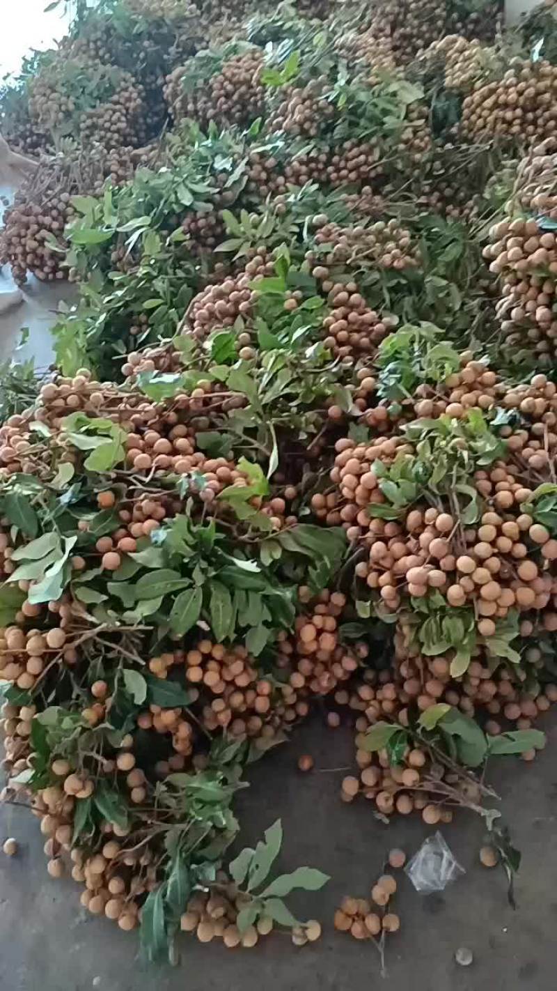 钦州灵山龙眼储良肉厚产地直销
