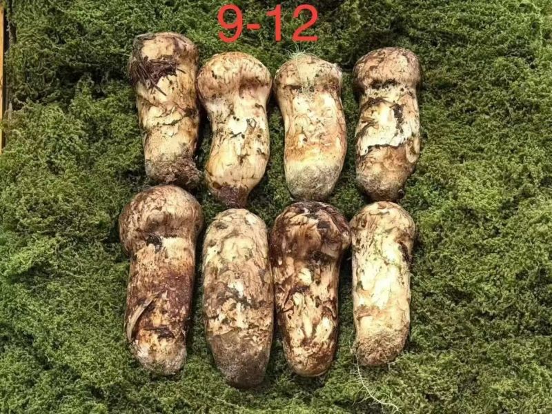 香格里拉野生松茸，全规格齐全，顺丰全国包邮