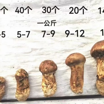 香格里拉野生松茸，全规格齐全，顺丰全国包邮