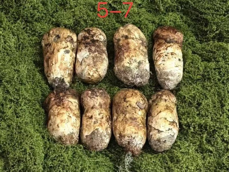香格里拉野生松茸，全规格齐全，顺丰全国包邮