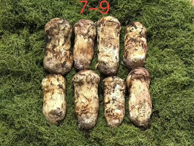 香格里拉野生松茸，全规格齐全，顺丰全国包邮