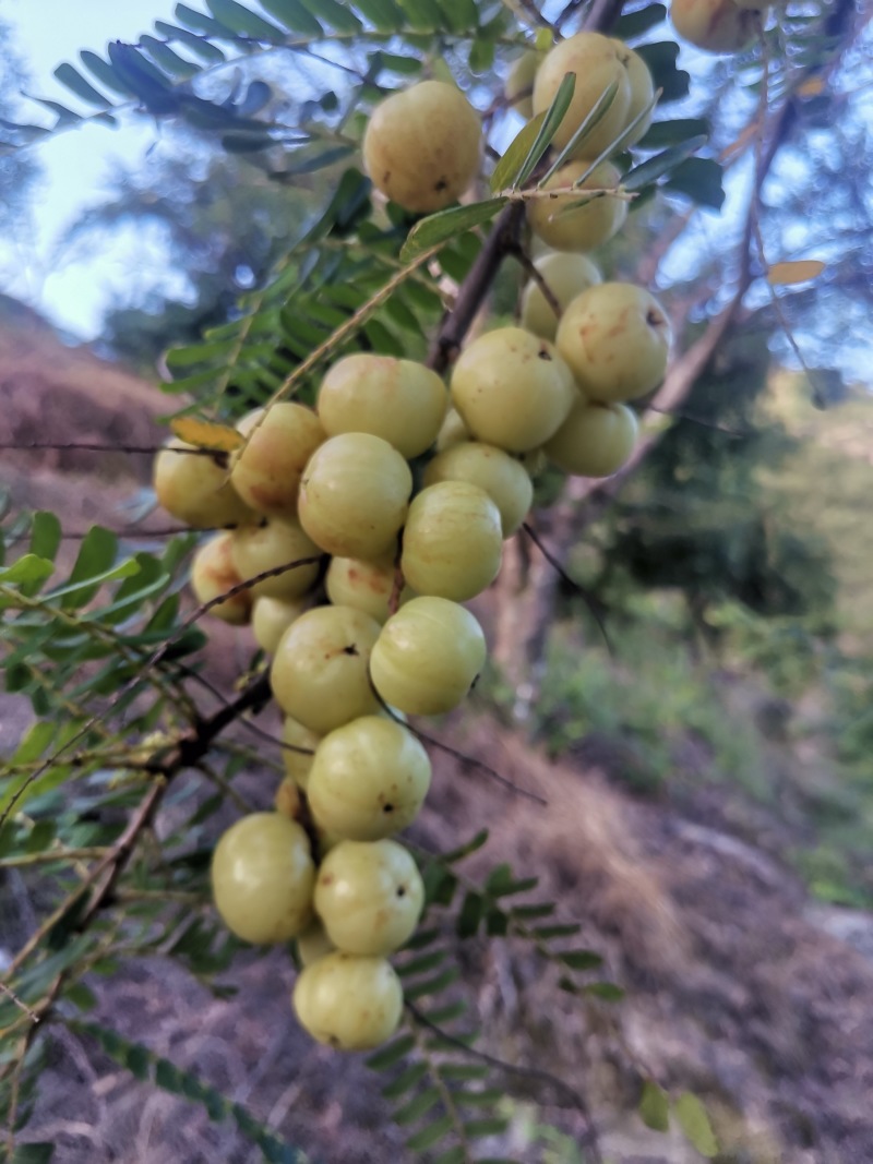 广东汕头潮汕油甘