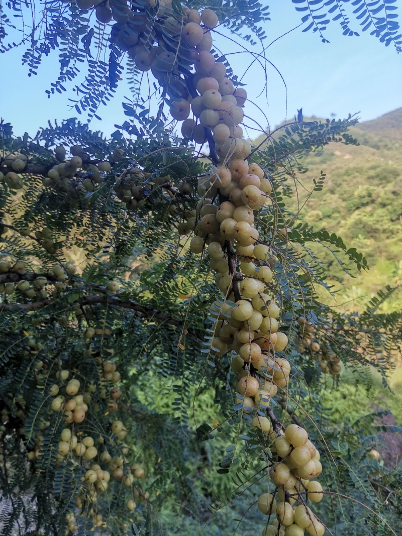 广东汕头潮汕油甘