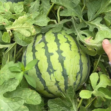 农家自种西瓜美都8424西瓜红瓤脆瓤薄皮西瓜浙江温州平阳县
