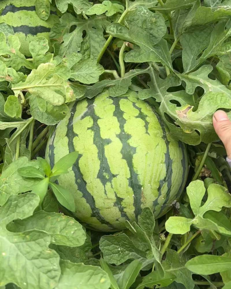 农家自种西瓜美都8424西瓜红瓤脆瓤薄皮西瓜浙江温州平阳县
