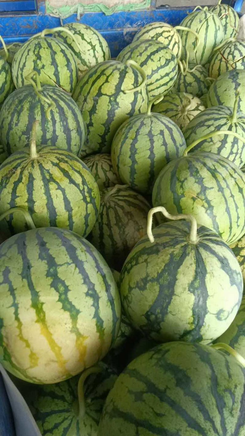 农家自种西瓜美都8424西瓜红瓤脆瓤薄皮西瓜浙江温州平阳县