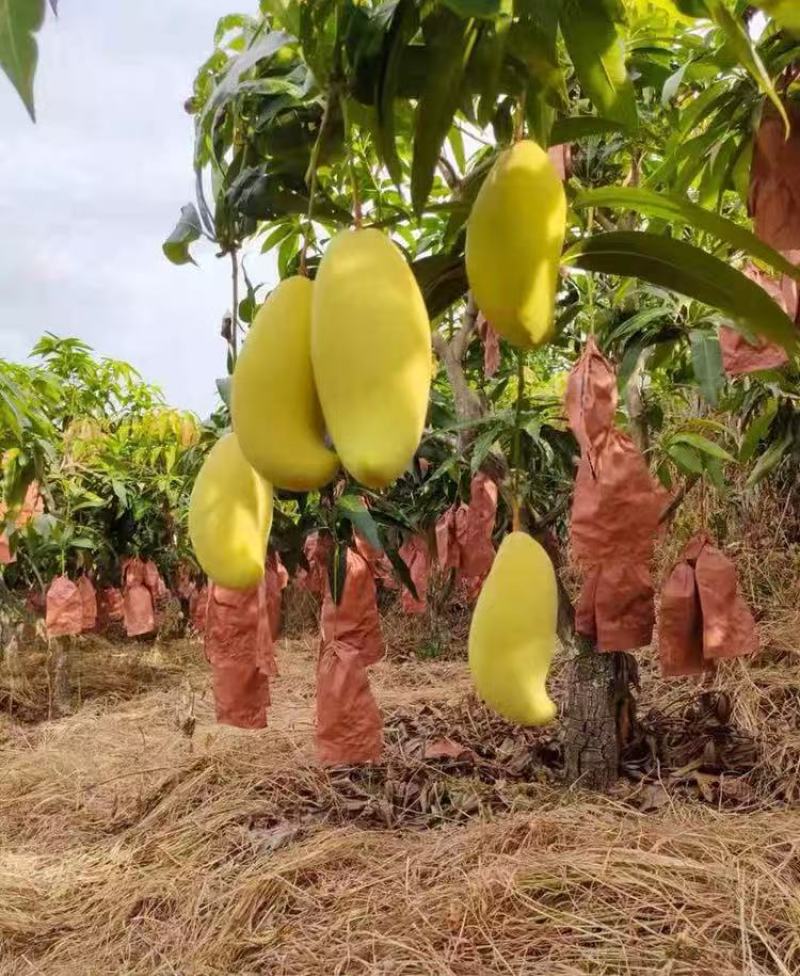 潞江坝象牙芒果