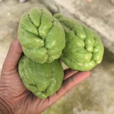 大量佛手瓜即将上市需要的老板联系