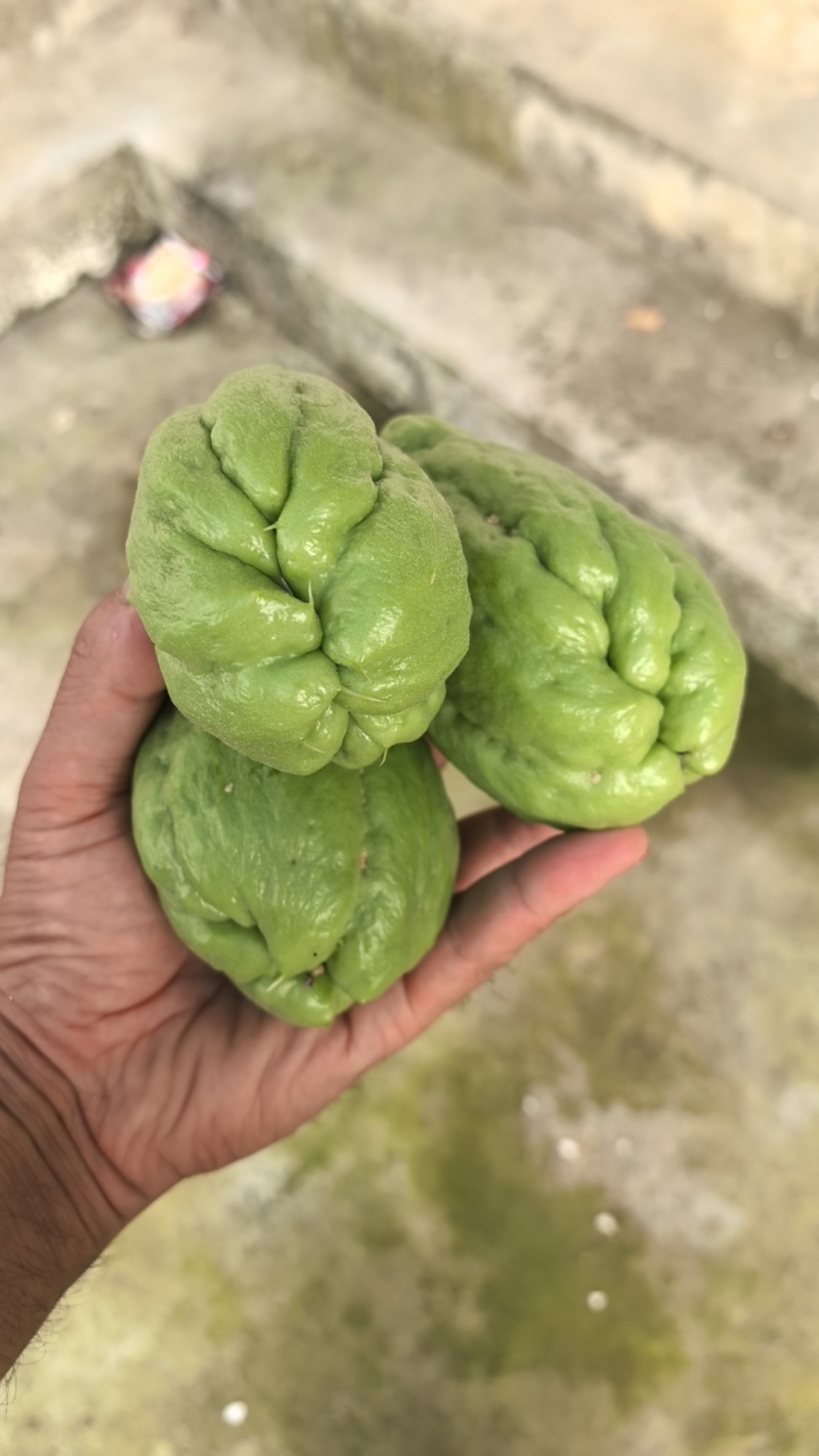 大量佛手瓜即将上市需要的老板联系