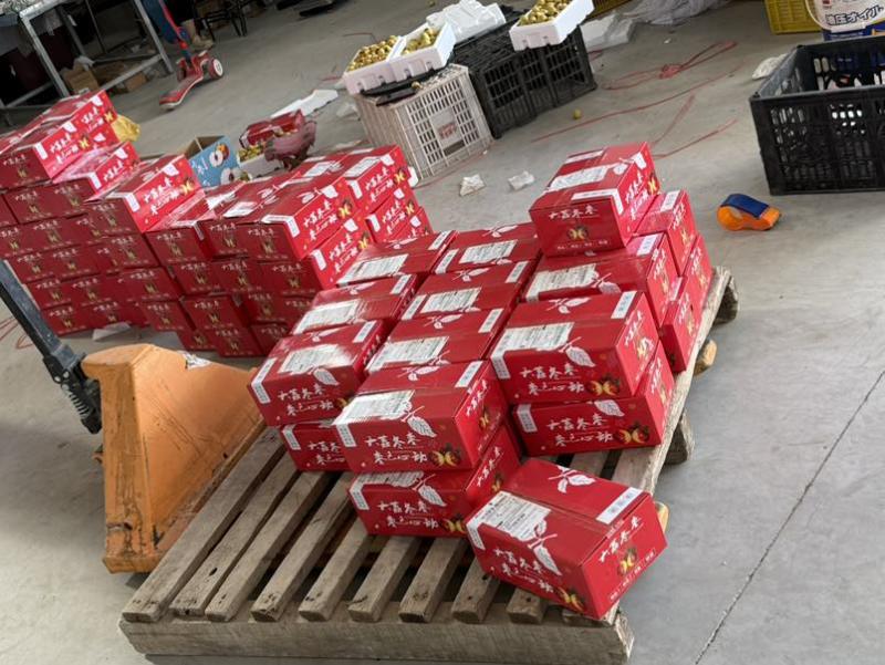 全平台一件代发大荔冬枣产地直发冬枣新鲜采摘渭南大荔冬枣