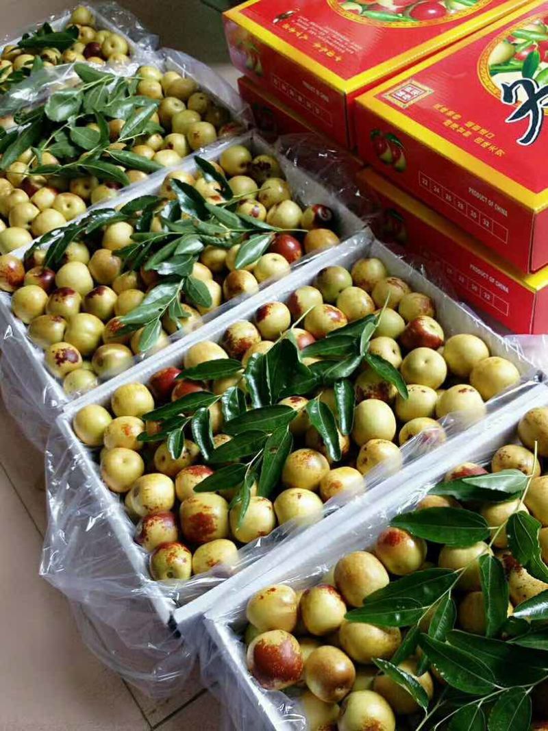 产地直发大荔冬枣全平台对接一件代发新鲜采摘冬枣
