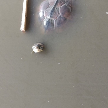 13年南石金钱龟