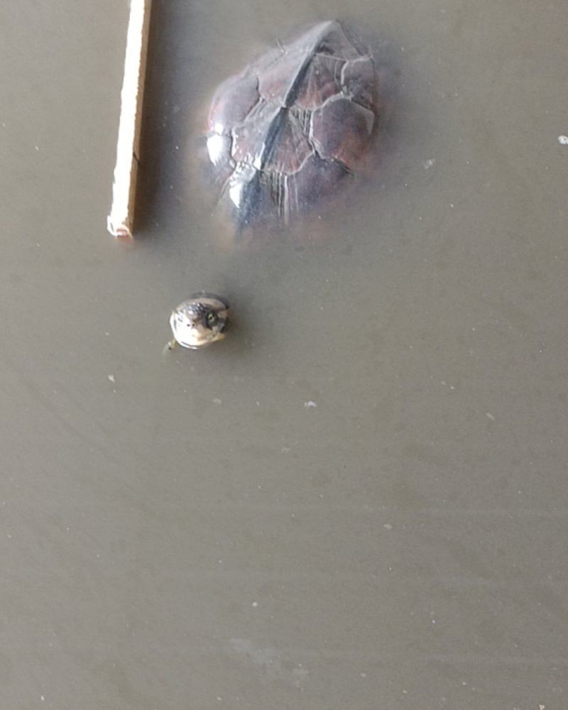 13年南石金钱龟