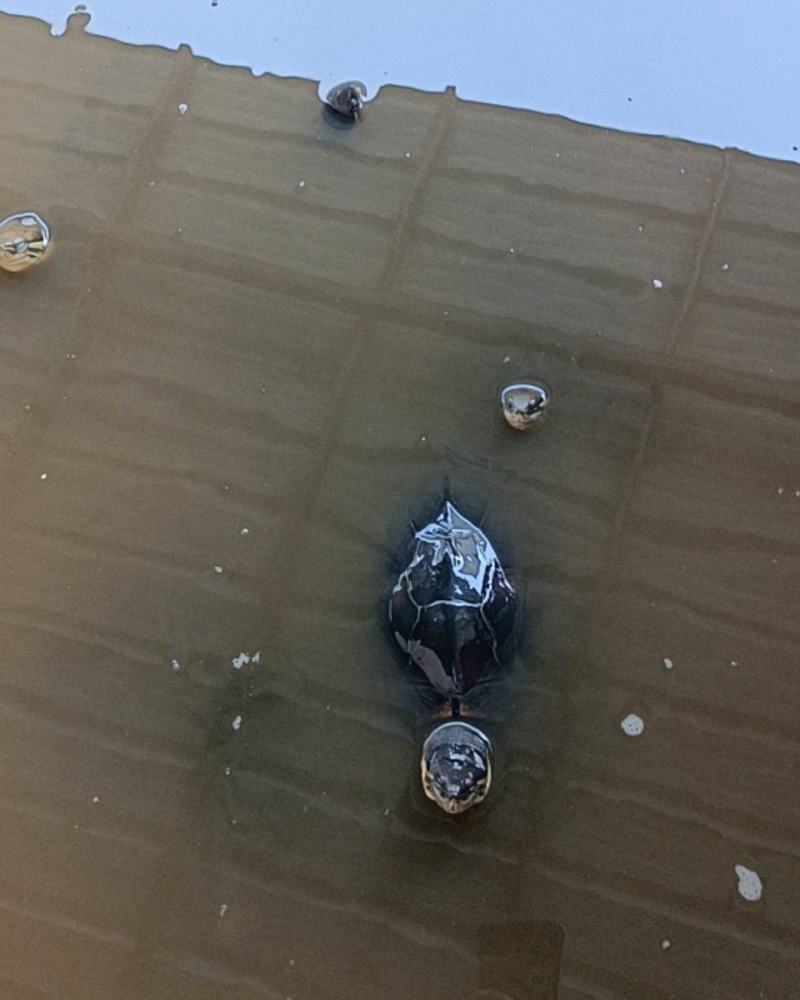 13年南石金钱龟