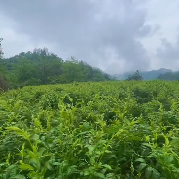 恩施来凤藤茶