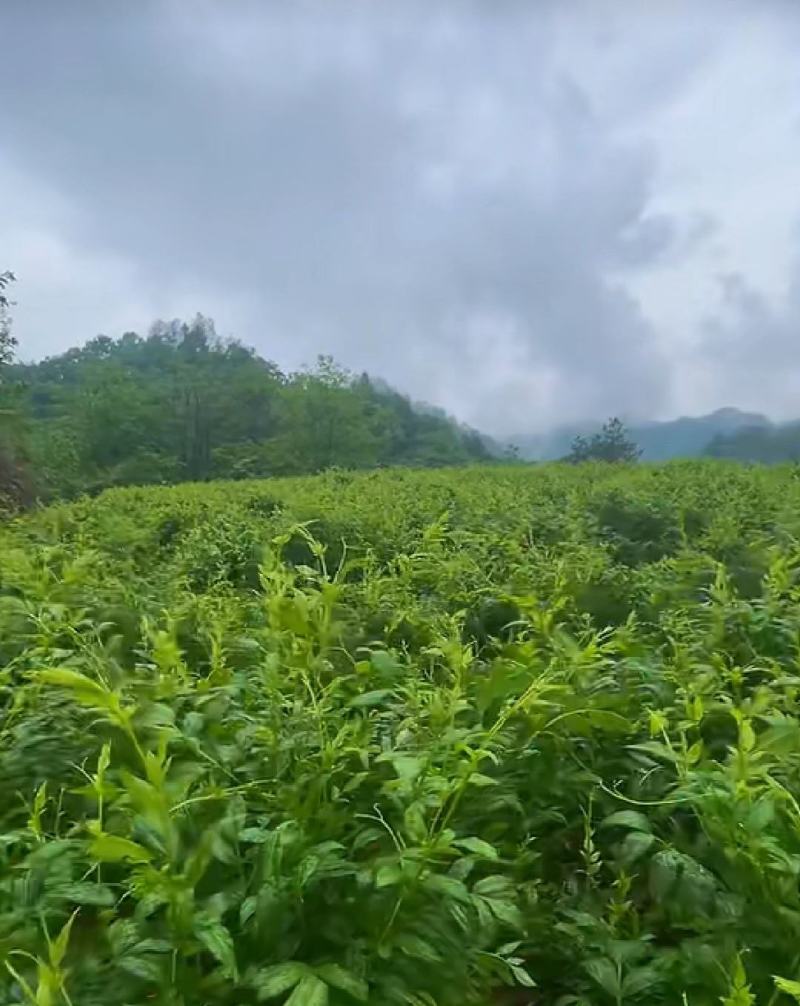 恩施来凤藤茶