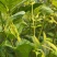 恩施来凤藤茶