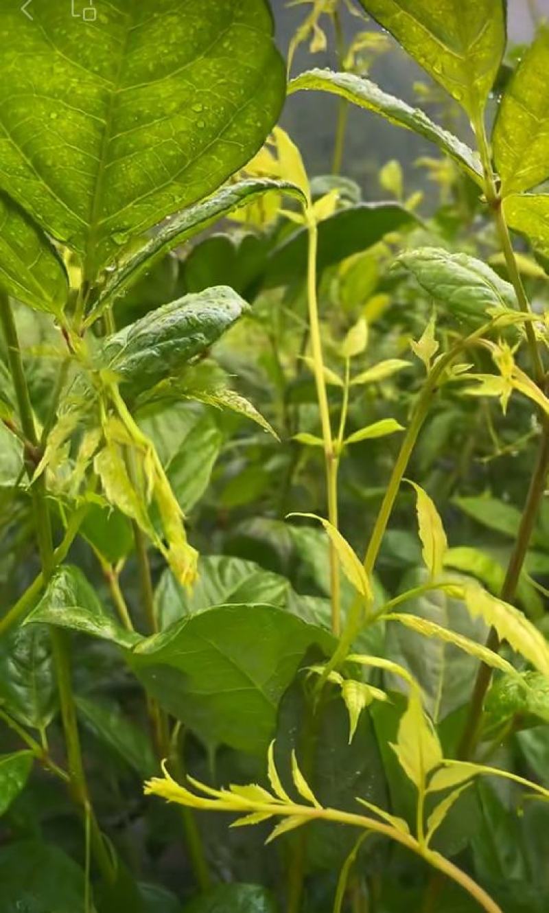 恩施来凤藤茶