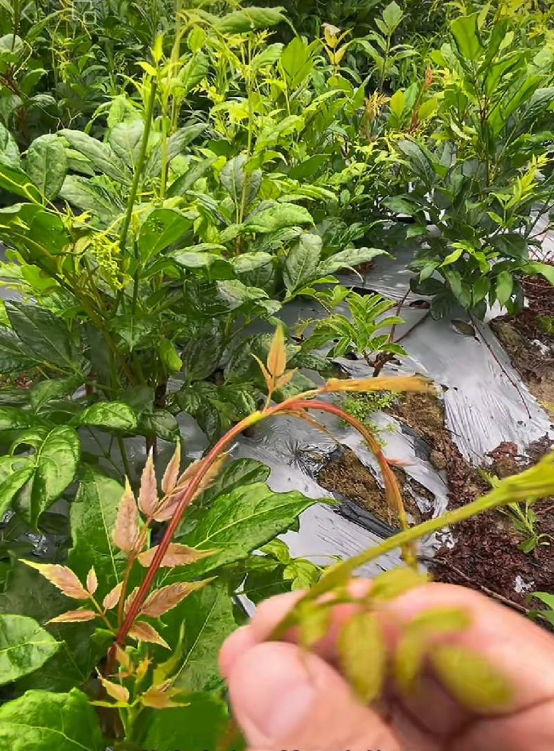 恩施来凤藤茶