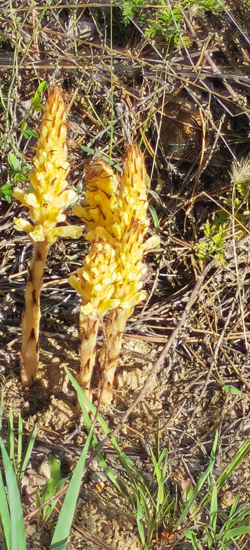 黄花列当（草苁蓉）