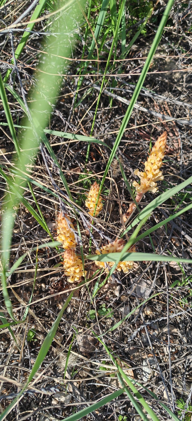 黄花列当（草苁蓉）