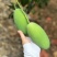 攀枝花米易芒果🥭葡萄🍇西红柿