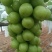攀枝花米易芒果🥭葡萄🍇西红柿