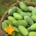 攀枝花米易芒果🥭葡萄🍇西红柿