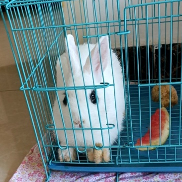 侏儒兔