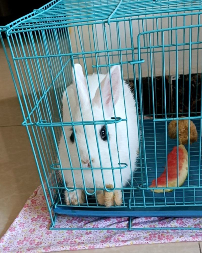 侏儒兔