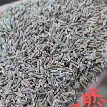 孜然