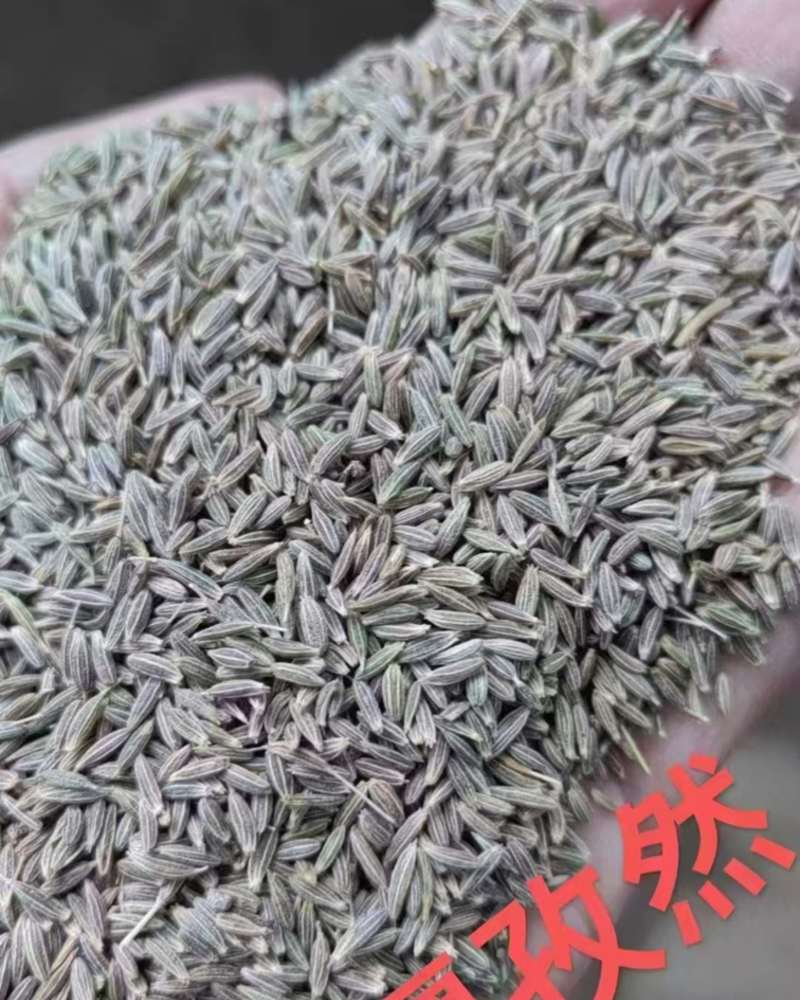 孜然