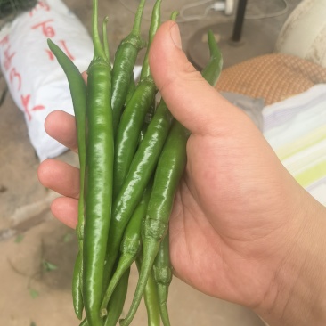 卖三号线椒