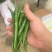 卖三号线椒