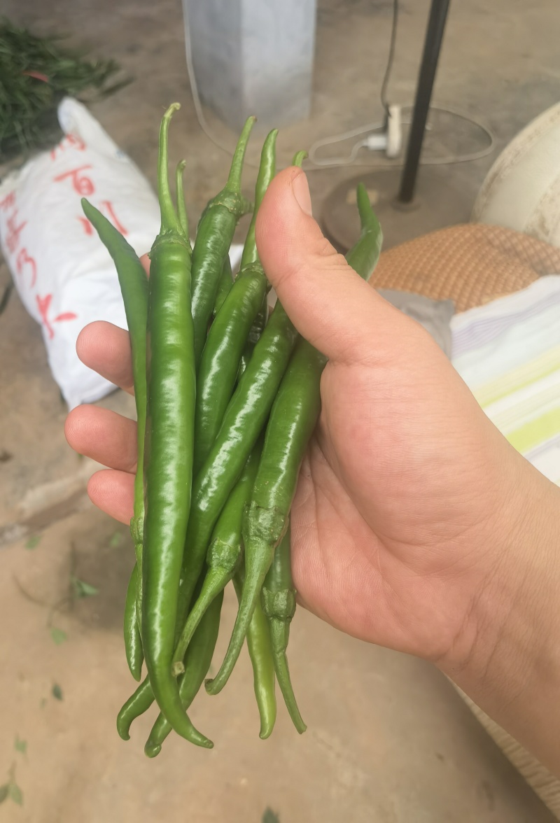 卖三号线椒