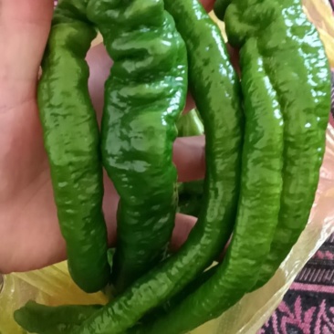 螺丝椒