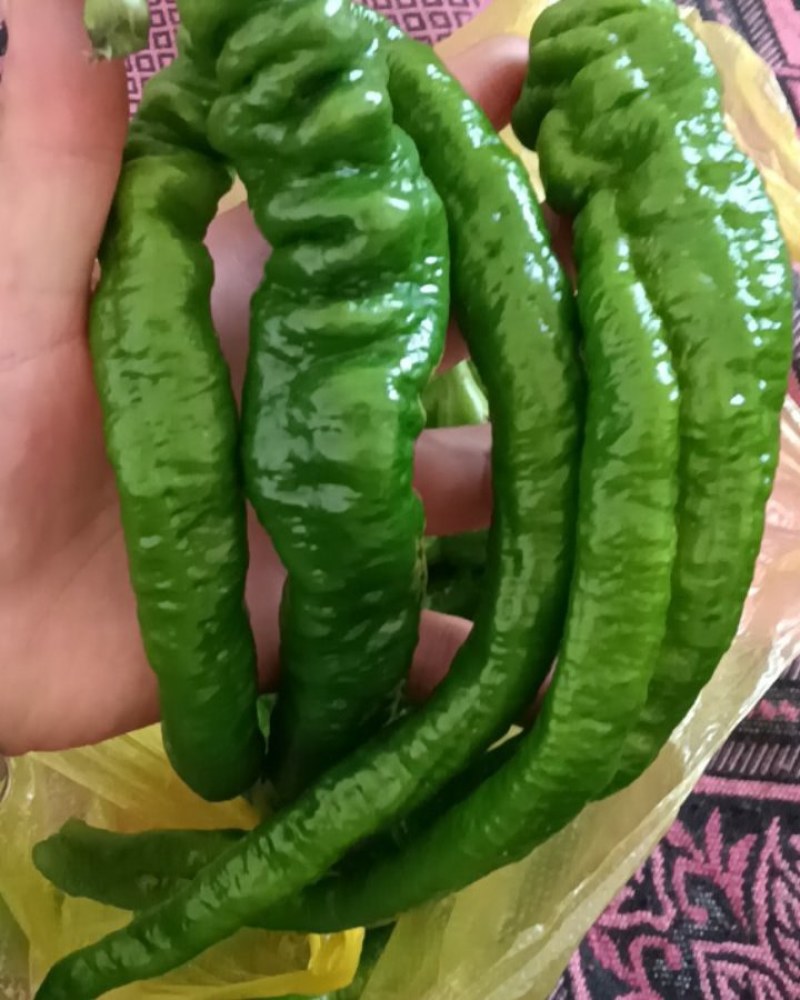 螺丝椒