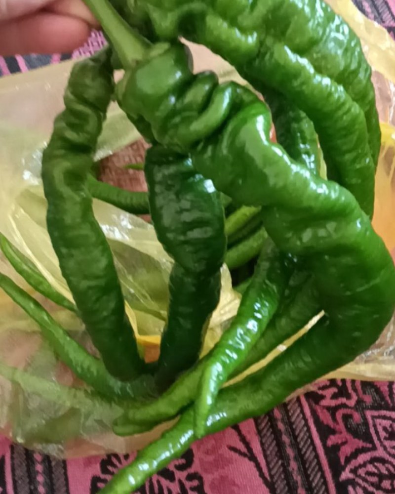 螺丝椒