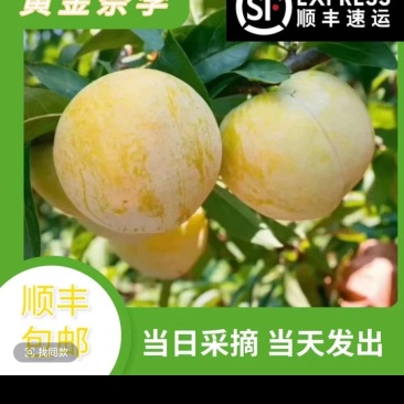 桂林黄金李