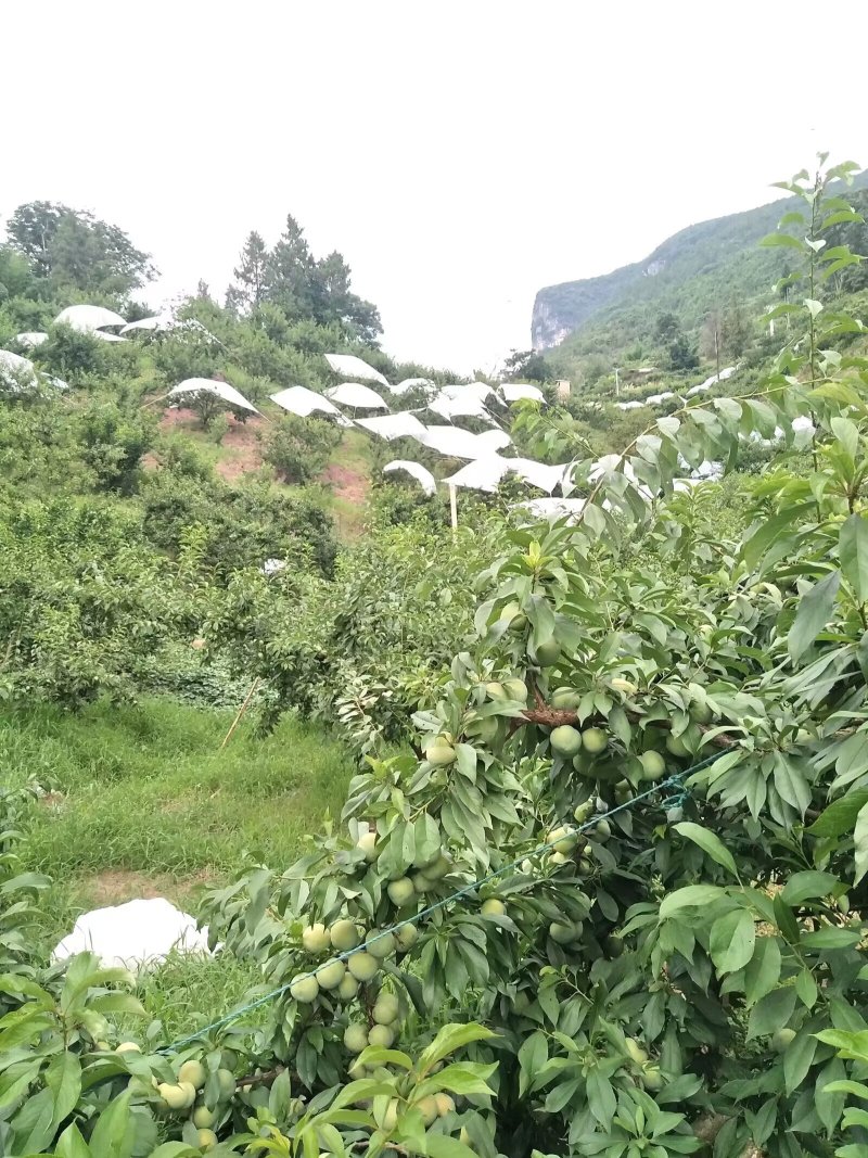 巫山脆李