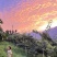巫山脆李