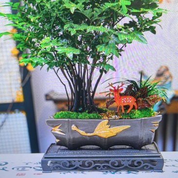 绿植盆景造型