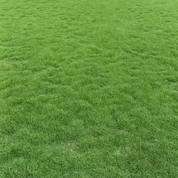 马尼拉草皮