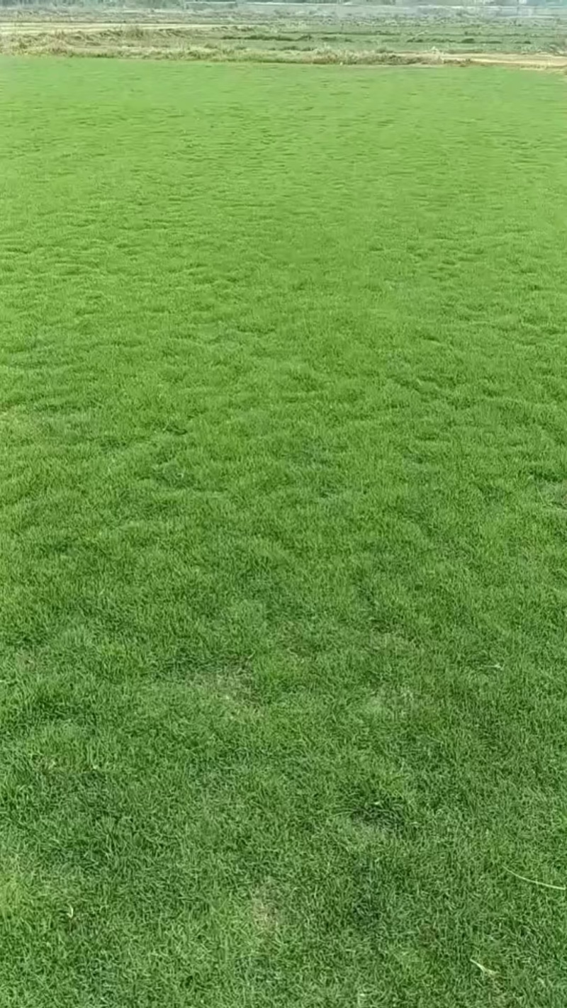 马尼拉草皮